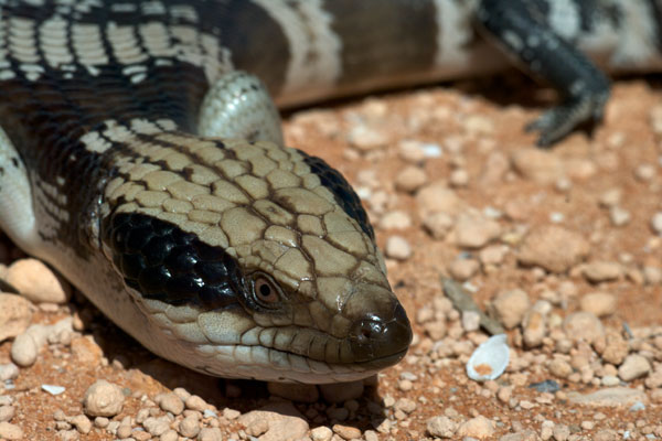 Western Blue-tongued Skink (Tiliqua occipitalis)