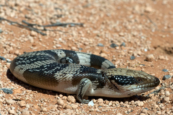 Western Blue-tongued Skink (Tiliqua occipitalis)