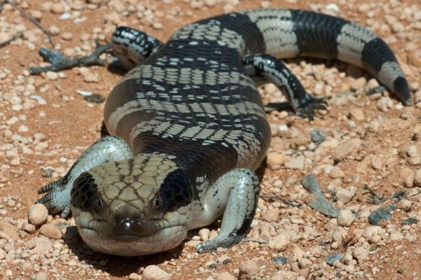 Western Blue-tongued Skink (Tiliqua occipitalis)