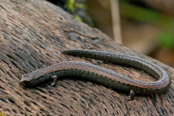 California Slender Salamander (Batrachoseps attenuatus)