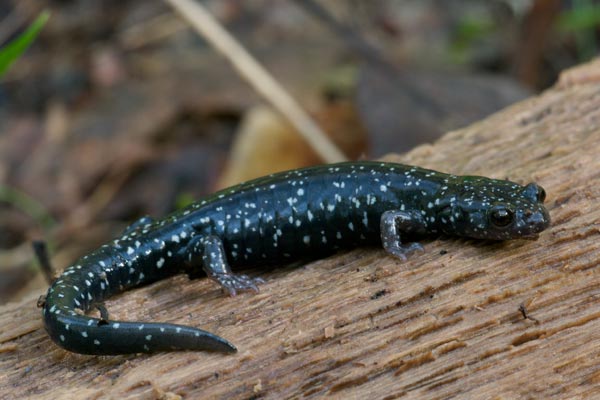 Black Salamander (Aneides flavipunctatus)