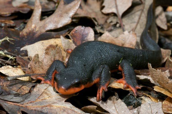 Red-bellied Newt (Taricha rivularis)