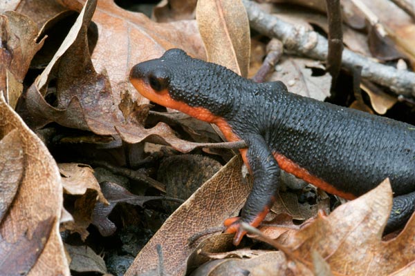 Red-bellied Newt (Taricha rivularis)