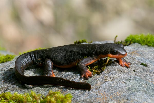 Red-bellied Newt (Taricha rivularis)