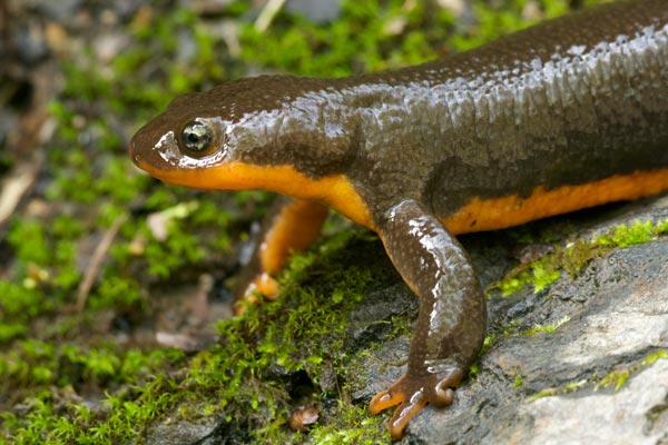 Rough-skinned Newt (Taricha granulosa)