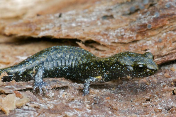 Black Salamander (Aneides flavipunctatus)