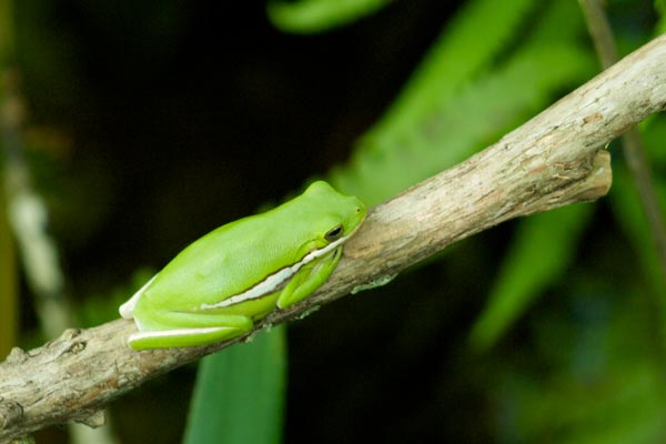 Green Treefrog (Hyla cinerea)
