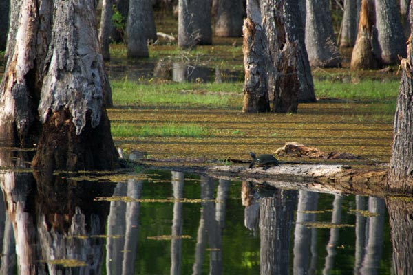 Red-eared Slider (Trachemys scripta elegans)