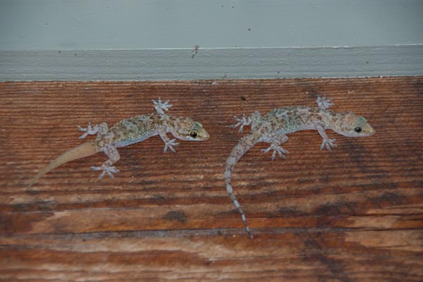 Mediterranean Gecko (Hemidactylus turcicus)