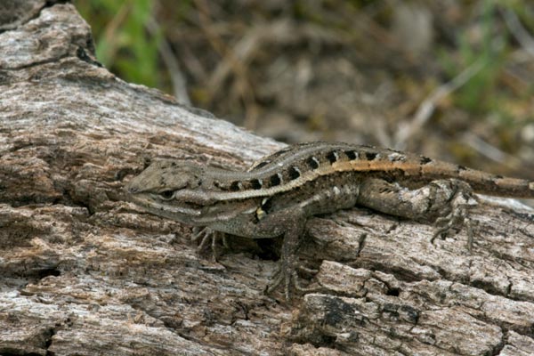 Rose-bellied Lizard (Sceloporus variabilis)