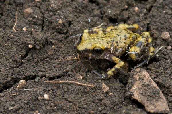 Cliff Chirping Frog (Eleutherodactylus marnockii)