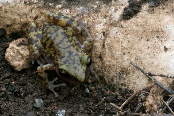 Cliff Chirping Frog (Eleutherodactylus marnockii)