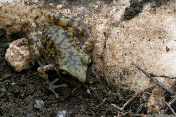 [http://www.wildherps.com/images/herps/standard/10041103PD_frog.jpg]