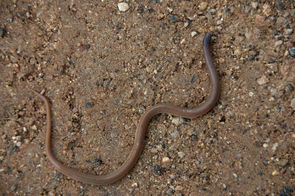 Flat-headed Snake (Tantilla gracilis)