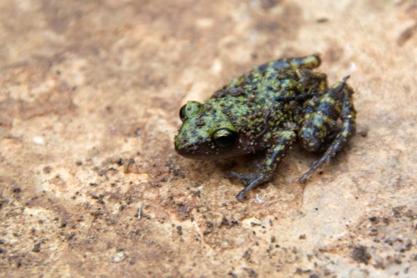 [http://www.wildherps.com/images/herps/standard/10041807PD_frog.jpg]