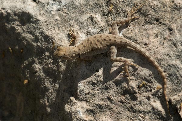 Big Bend Canyon Lizard (Sceloporus merriami annulatus)