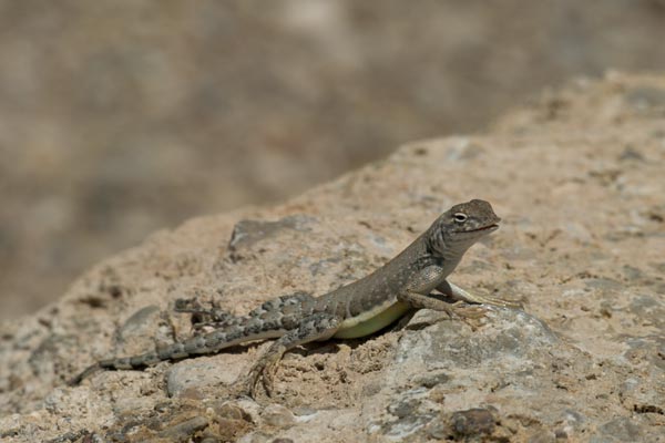 Chihuahuan Greater Earless Lizard (Cophosaurus texanus scitulus)