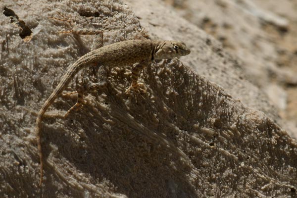 Big Bend Canyon Lizard (Sceloporus merriami annulatus)