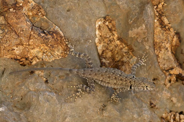 Big Bend Canyon Lizard (Sceloporus merriami annulatus)