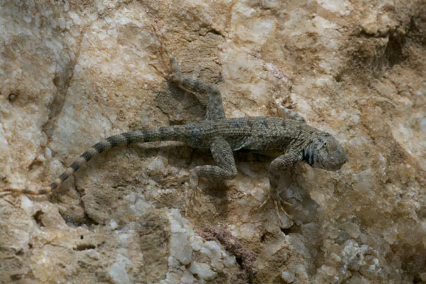 Big Bend Canyon Lizard (Sceloporus merriami annulatus)