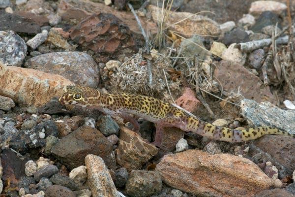 Texas Banded Gecko (Coleonyx brevis)