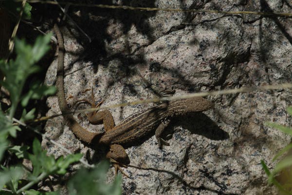 Big Bend Spotted Whiptail (Aspidoscelis scalaris septemvittata)