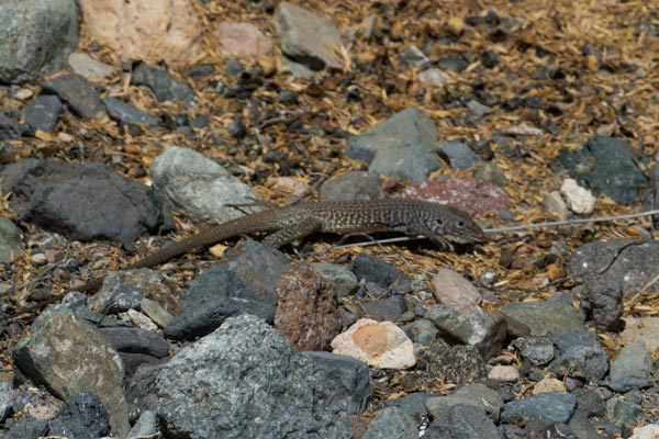 Eastern Marbled Whiptail (Aspidoscelis marmorata reticuloriens)