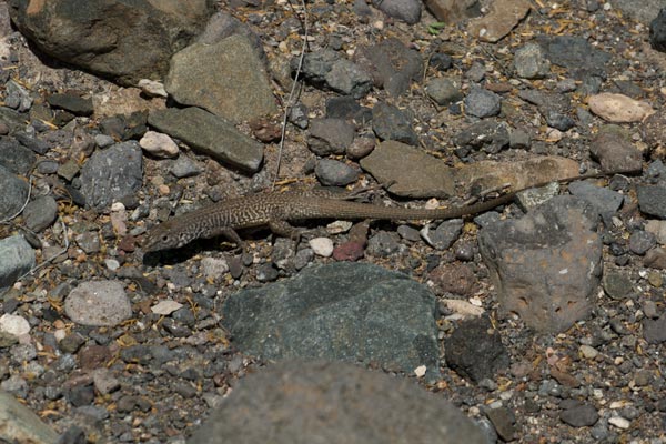 Eastern Marbled Whiptail (Aspidoscelis marmorata reticuloriens)