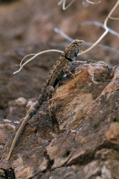 Presidio Canyon Lizard (Sceloporus merriami longipunctatus)