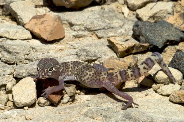 Texas Banded Gecko (Coleonyx brevis)