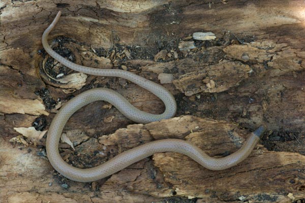 Smith’s Black-headed Snake (Tantilla hobartsmithi)