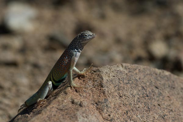 Chihuahuan Greater Earless Lizard (Cophosaurus texanus scitulus)