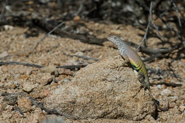 Chihuahuan Greater Earless Lizard (Cophosaurus texanus scitulus)