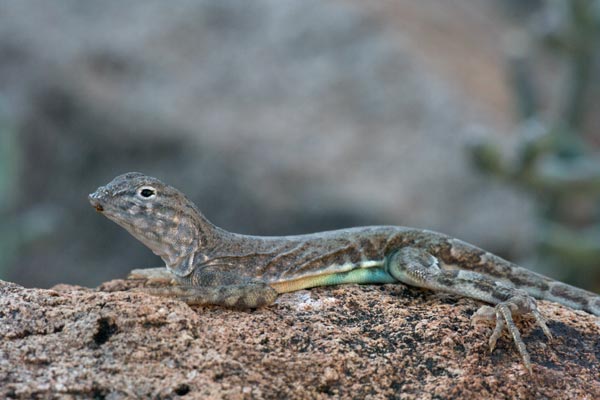 Chihuahuan Greater Earless Lizard (Cophosaurus texanus scitulus)