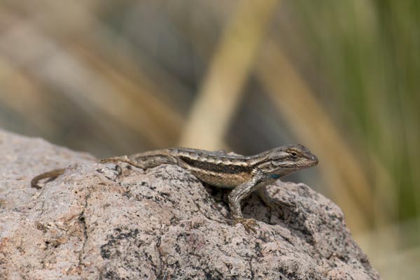 Southwestern Fence Lizard (Sceloporus cowlesi)