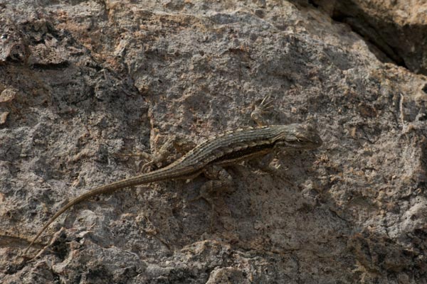 Southwestern Fence Lizard (Sceloporus cowlesi)