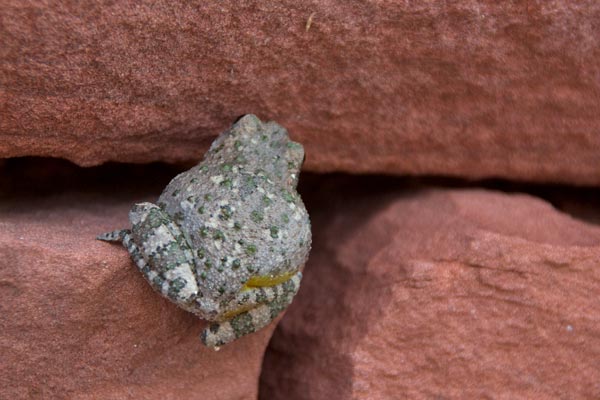 Canyon Treefrog (Hyla arenicolor)