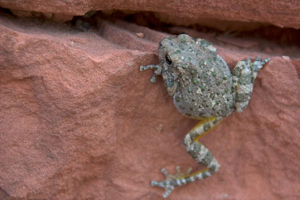 Canyon Treefrog (Hyla arenicolor)