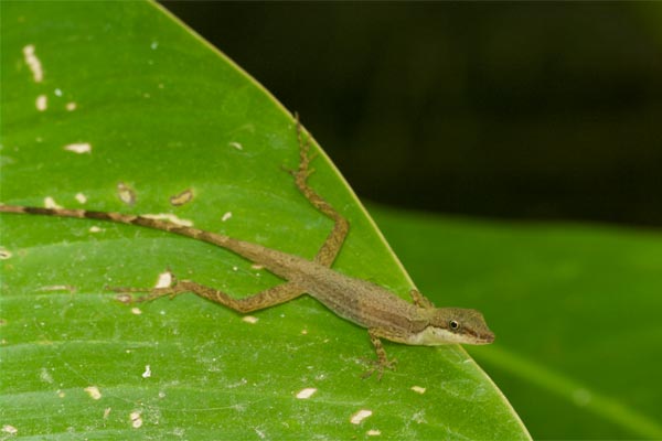 Border Anole (Anolis limifrons)