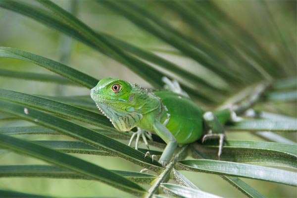 Green Iguana (Iguana iguana)