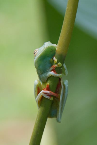 Red-webbed Treefrog (Boana rufitela)
