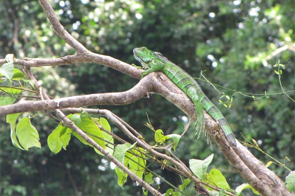 Green Iguana (Iguana iguana)