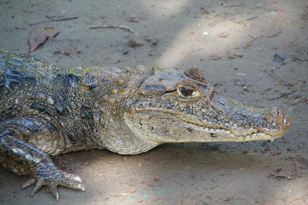 Common Caiman (Caiman crocodilus)