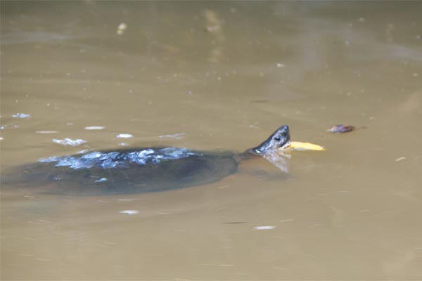 Black Wood Turtle (Rhinoclemmys funerea)