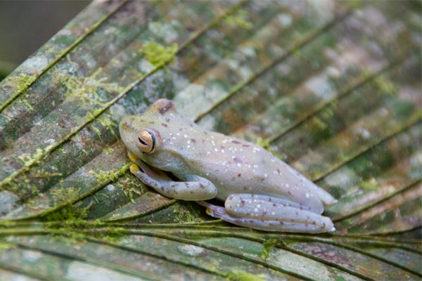 Red-webbed Treefrog (Boana rufitela)