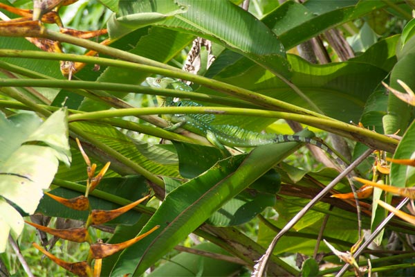 Emerald Basilisk (Basiliscus plumifrons)