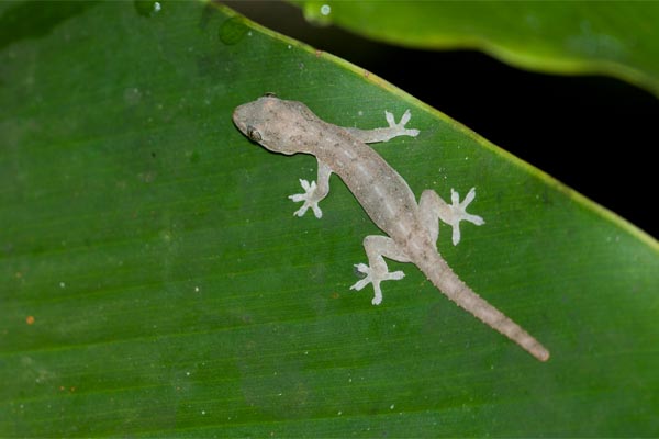 Common House Gecko (Hemidactylus frenatus)