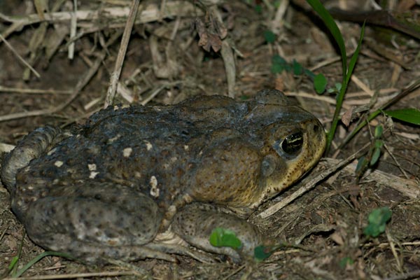 Giant Toad (Rhinella horribilis)