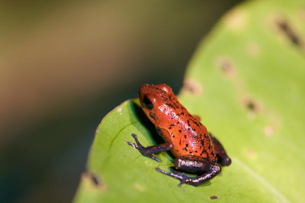 Strawberry Dart Frog (Oophaga pumilio)