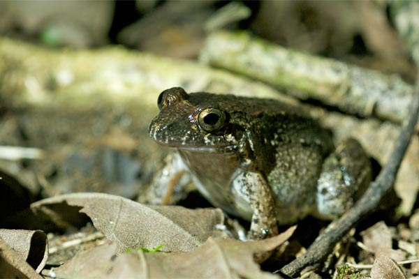 Common Rain Frog (Craugastor fitzingeri)